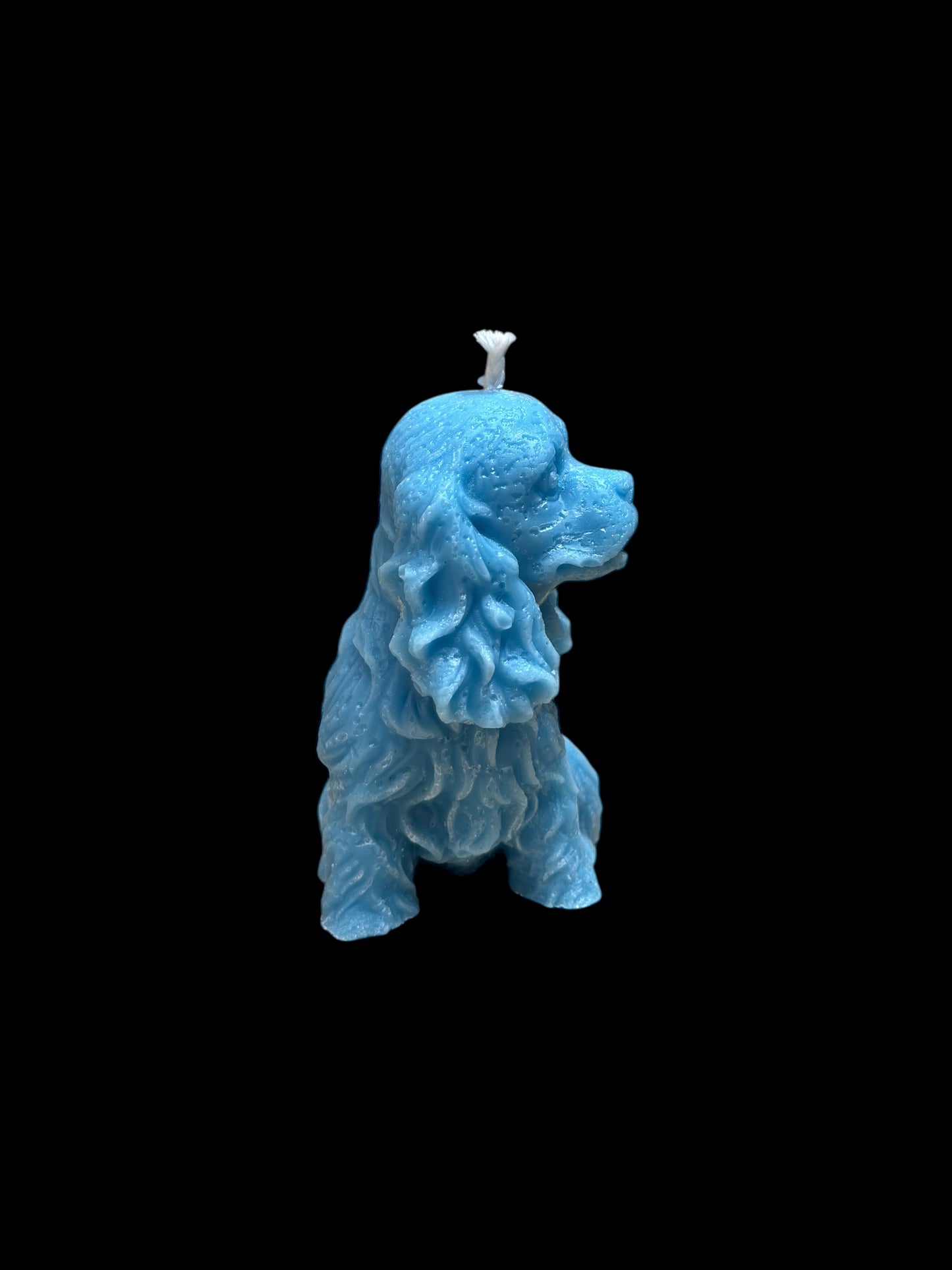 SPANIEL azzurro