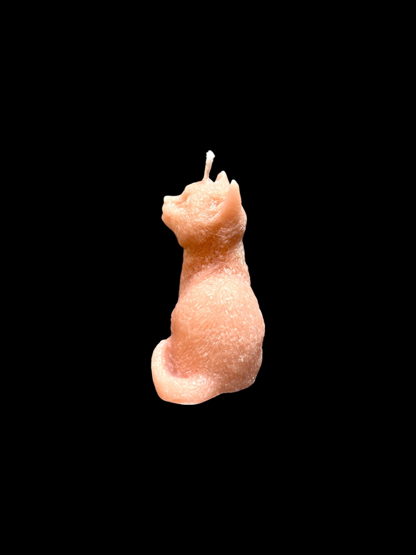 GATTO arancione