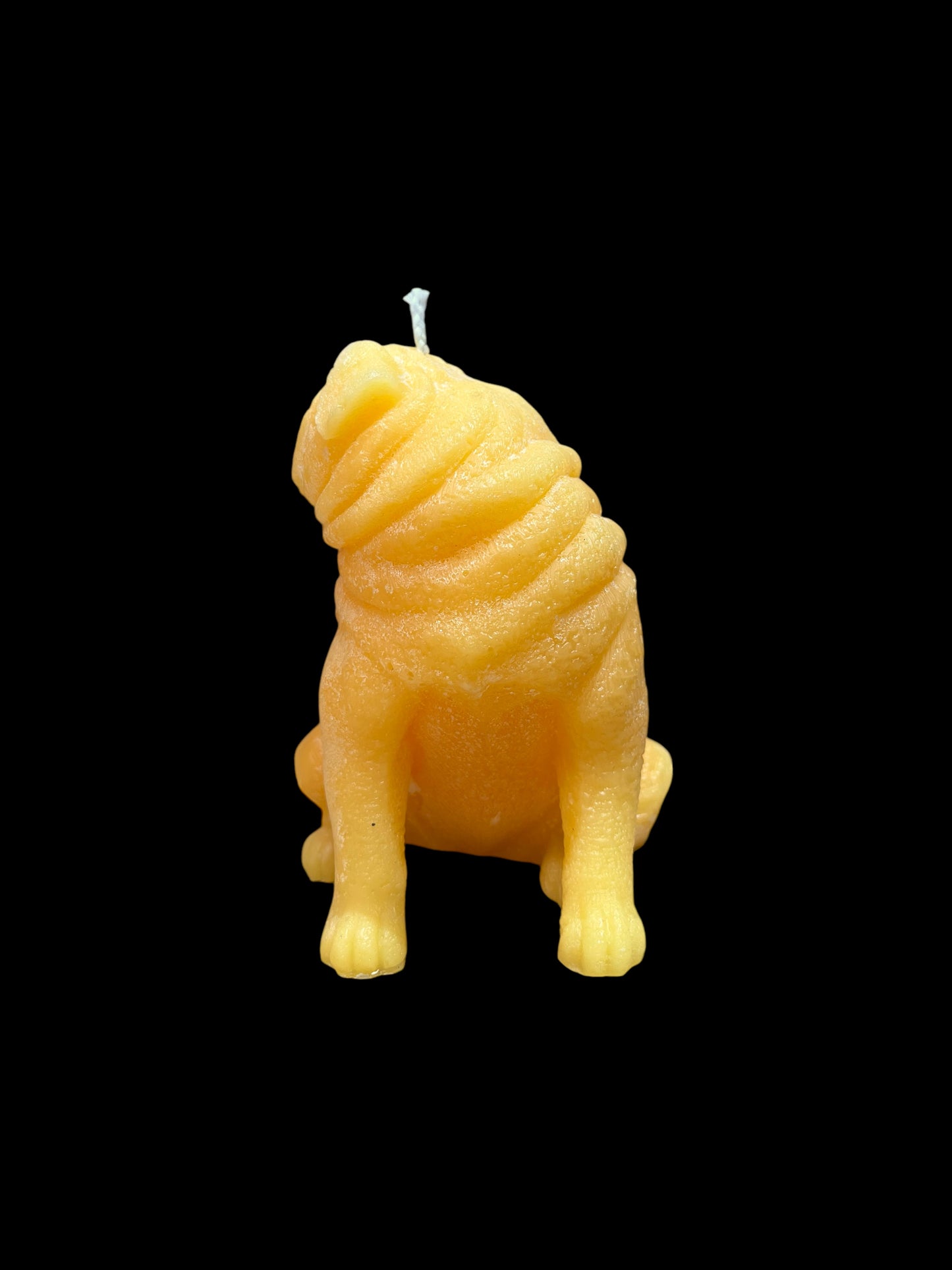 CARLINO giallo