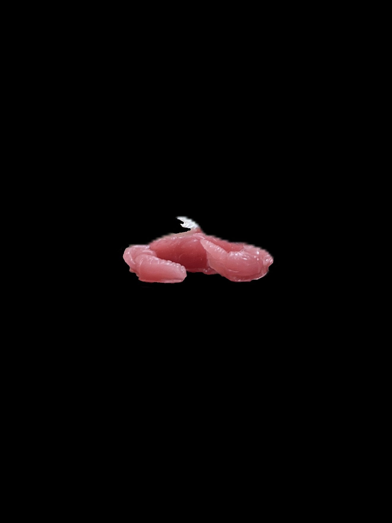 GRANCHIO rosso