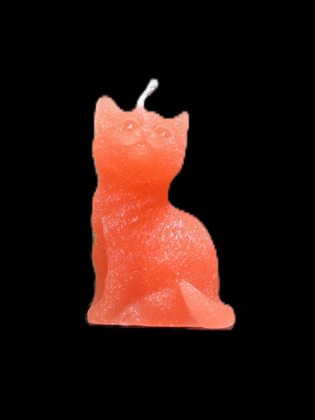 GATTO arancione