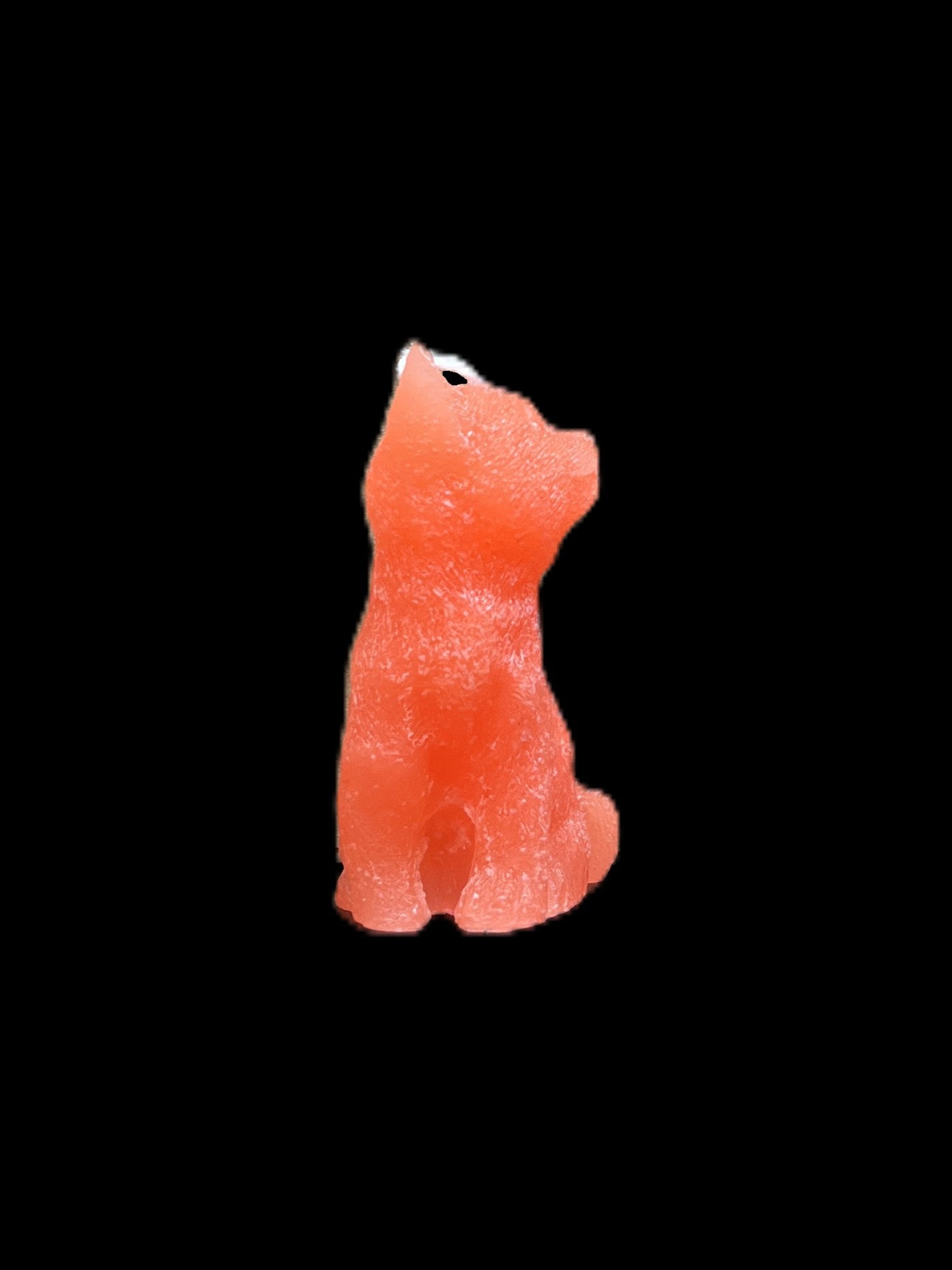 GATTO arancione