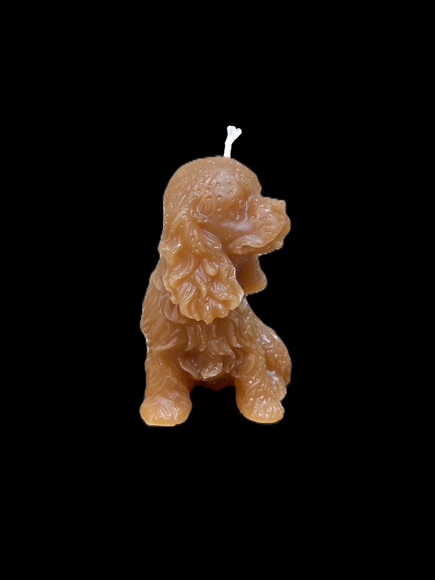 SPANIEL marrone