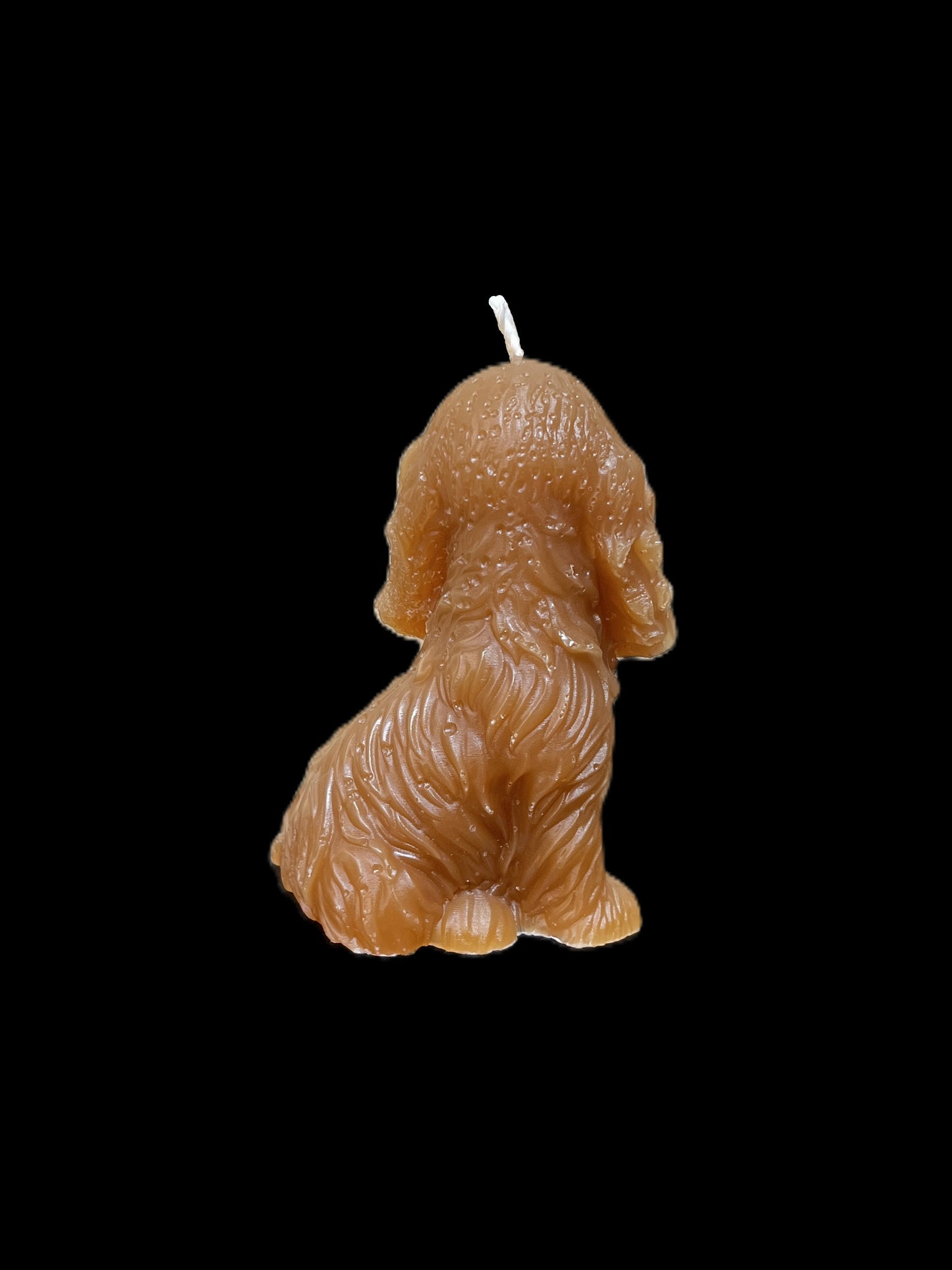 SPANIEL marrone