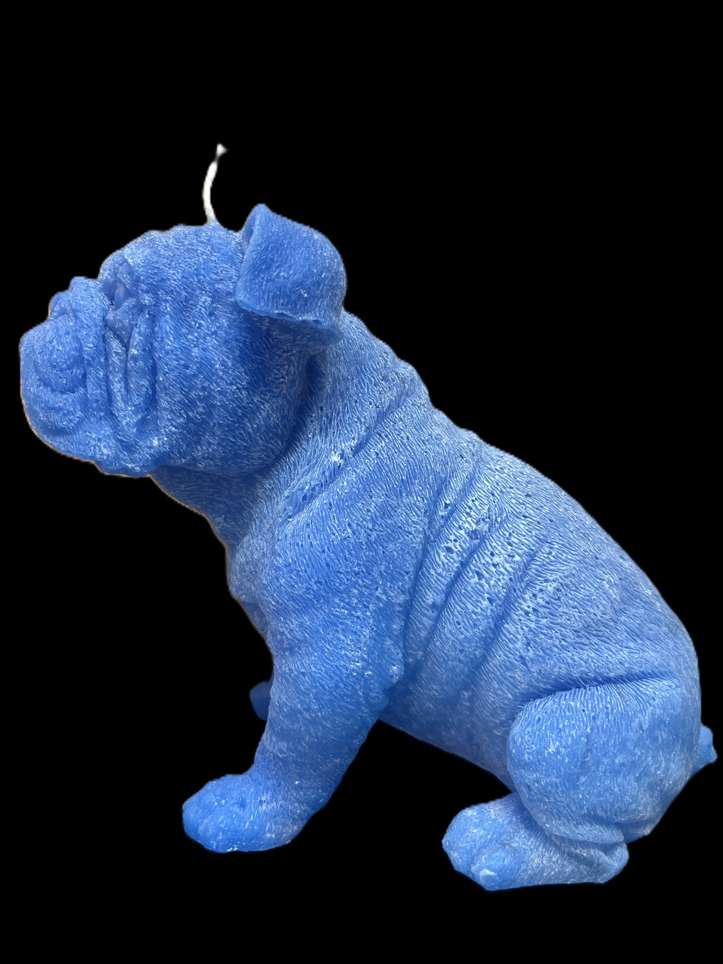 BULLDOG INGLESE blu