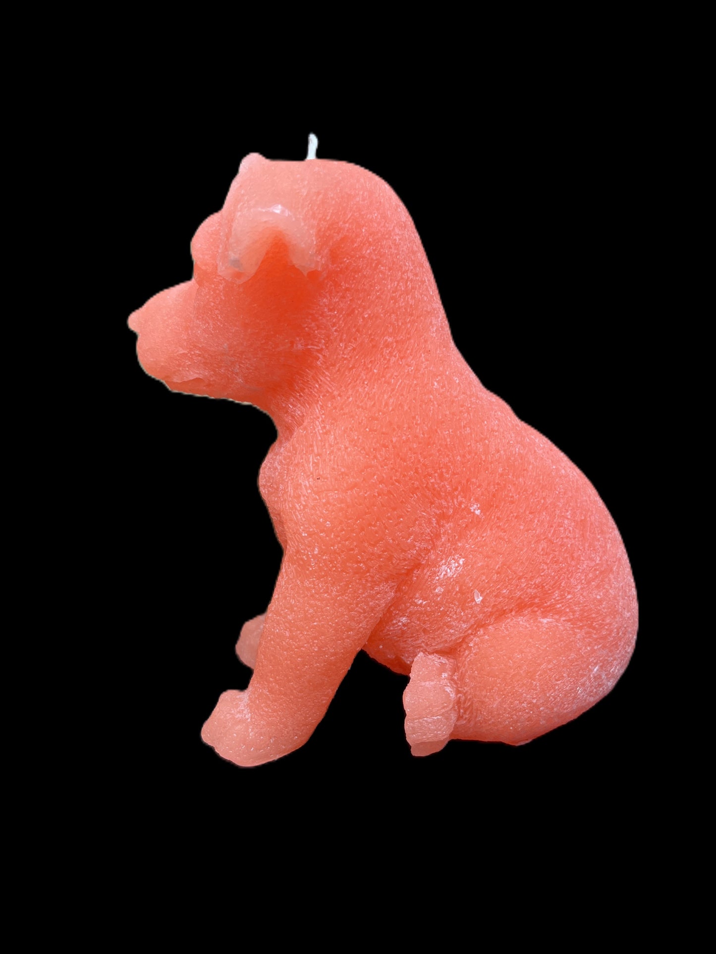 JACK RUSSELL arancione