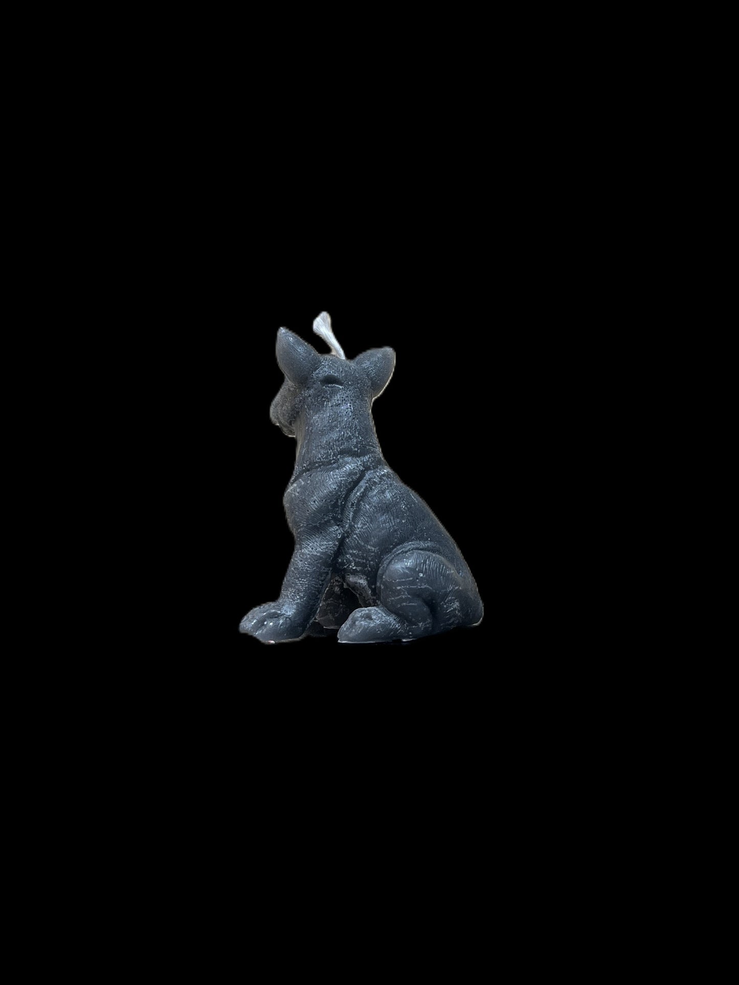 BULL TERRIER grigio