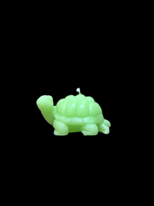 TARTARUGA DI TERRA verde