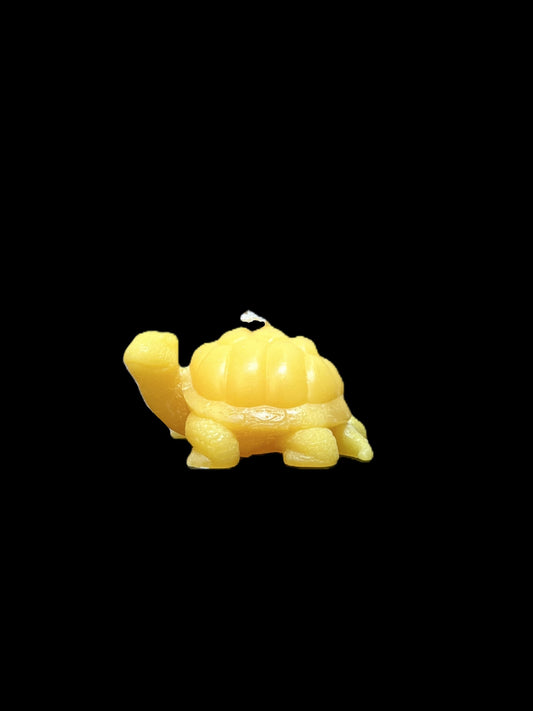TARTARUGA DI TERRA giallo