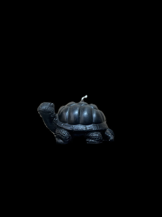 TARTARUGA DI TERRA nero
