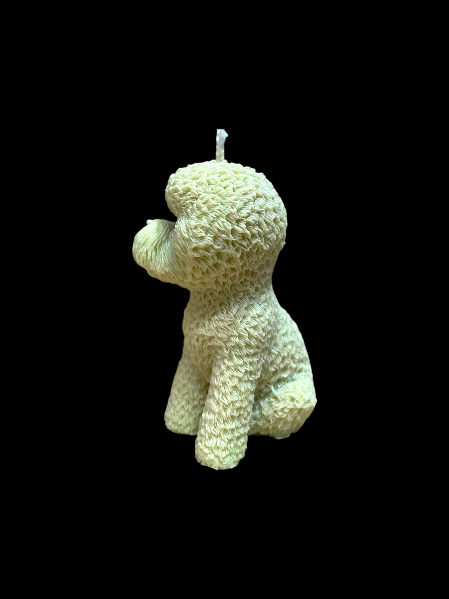 BICHON FRISÈ verde