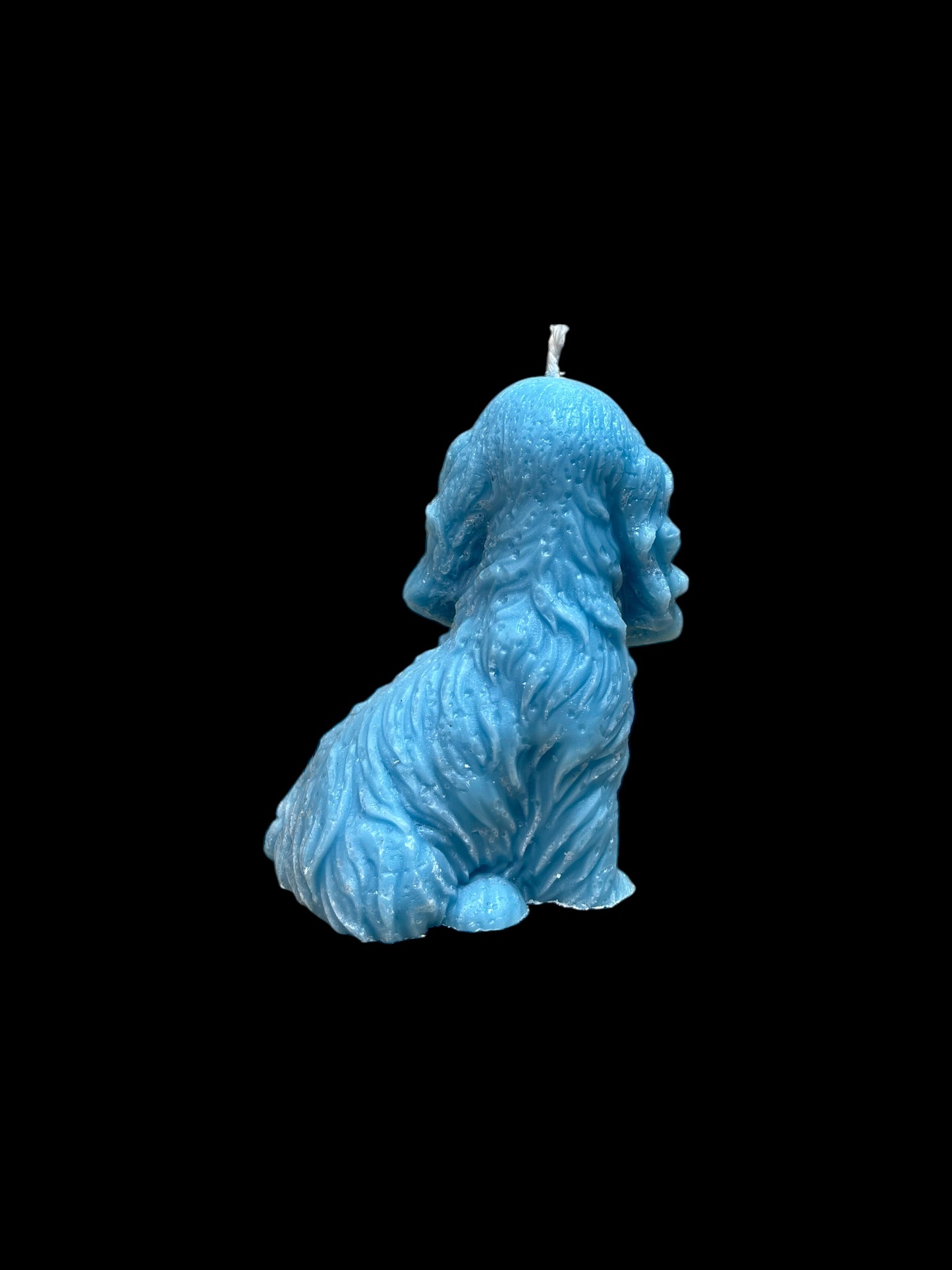 SPANIEL azzurro