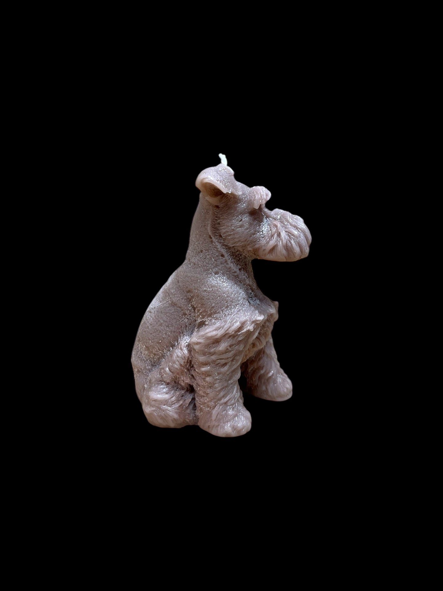 SCHNAUZER marrone