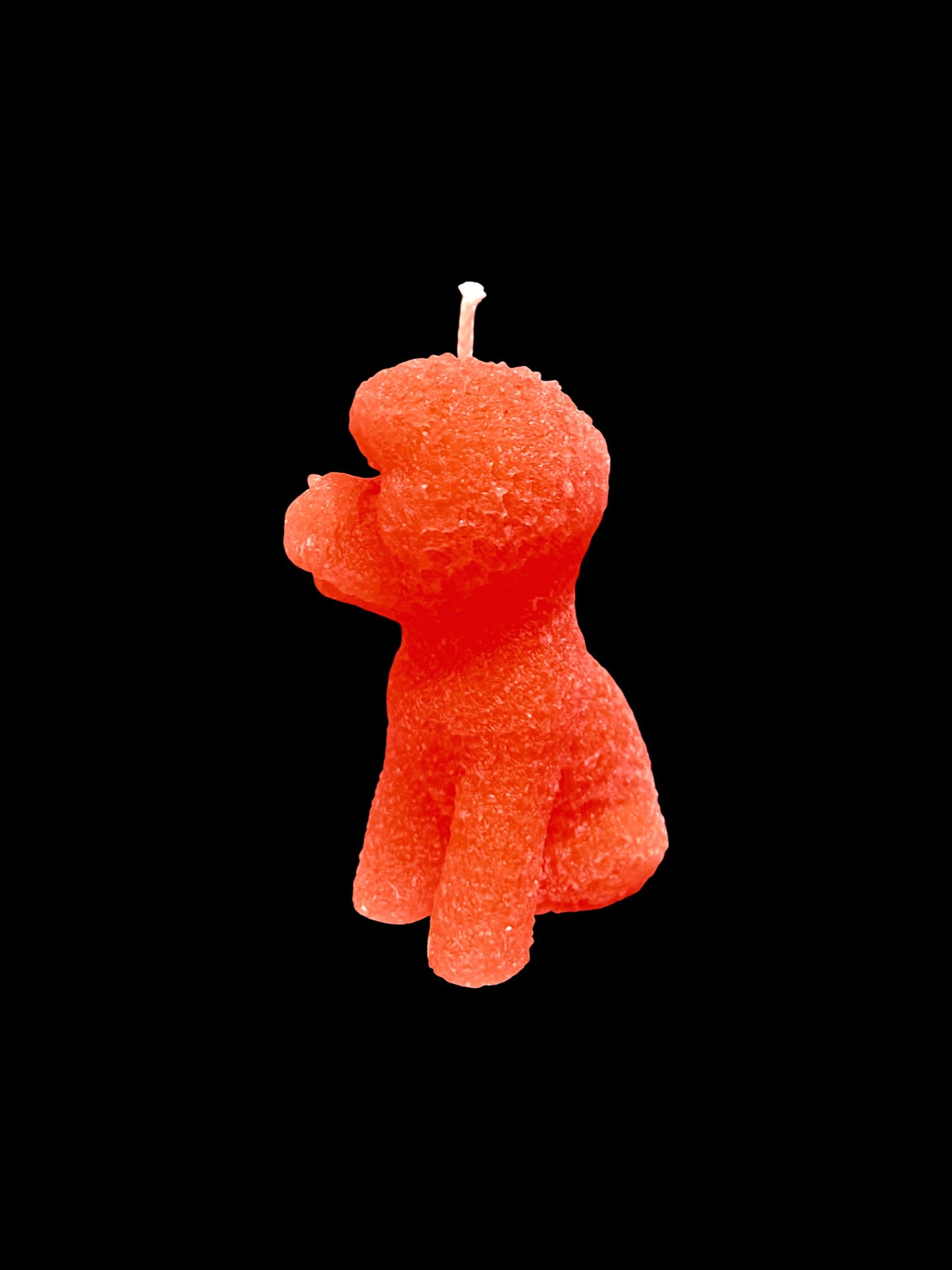 BICHON FRISÈ arancione