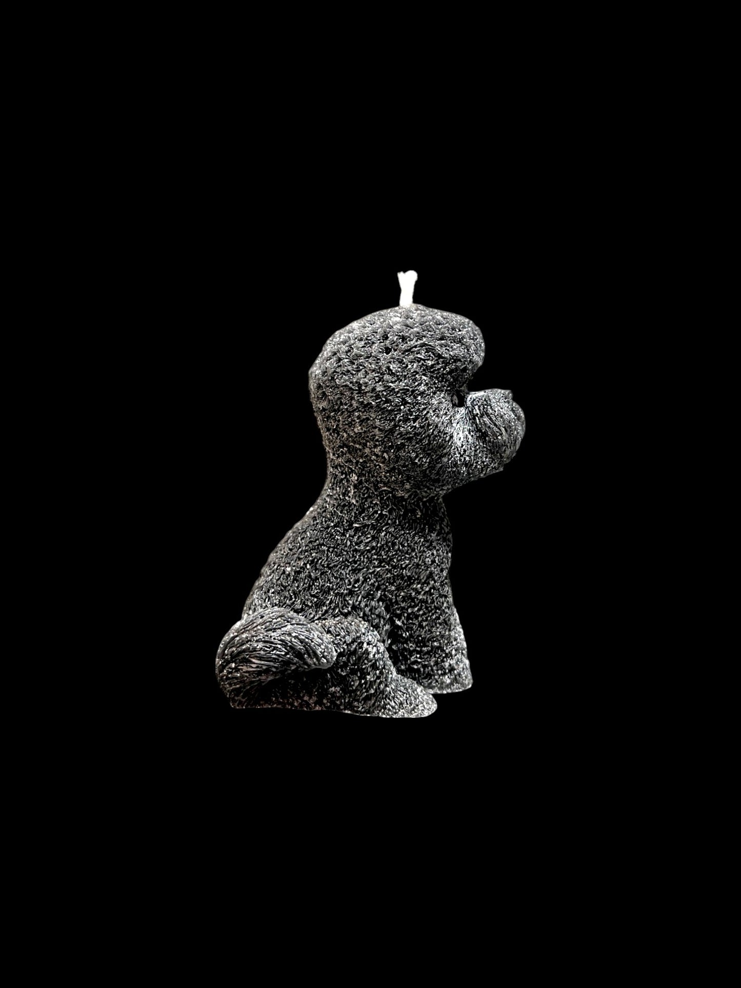 BICHON FRISÈ nero