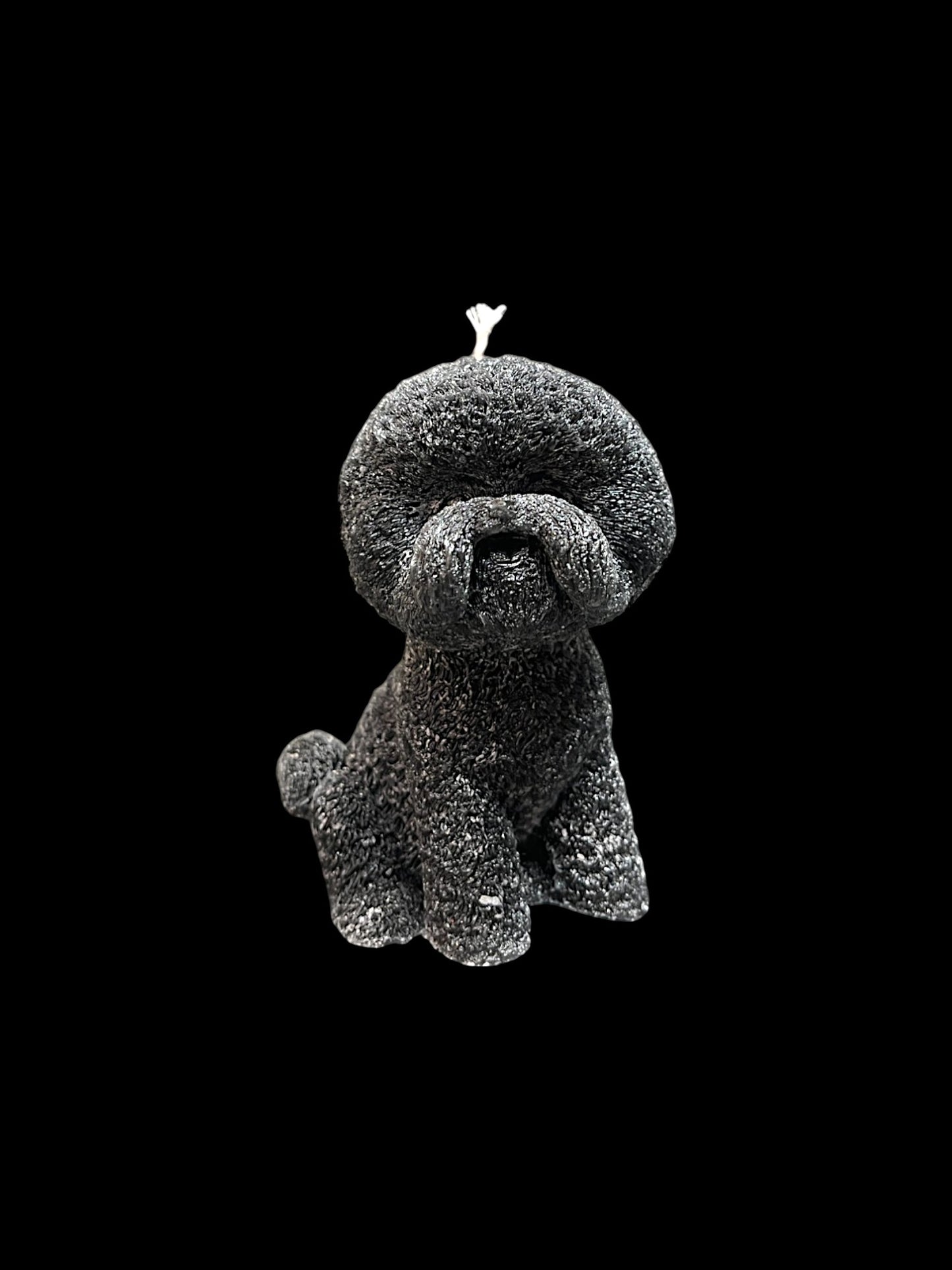 BICHON FRISÈ nero