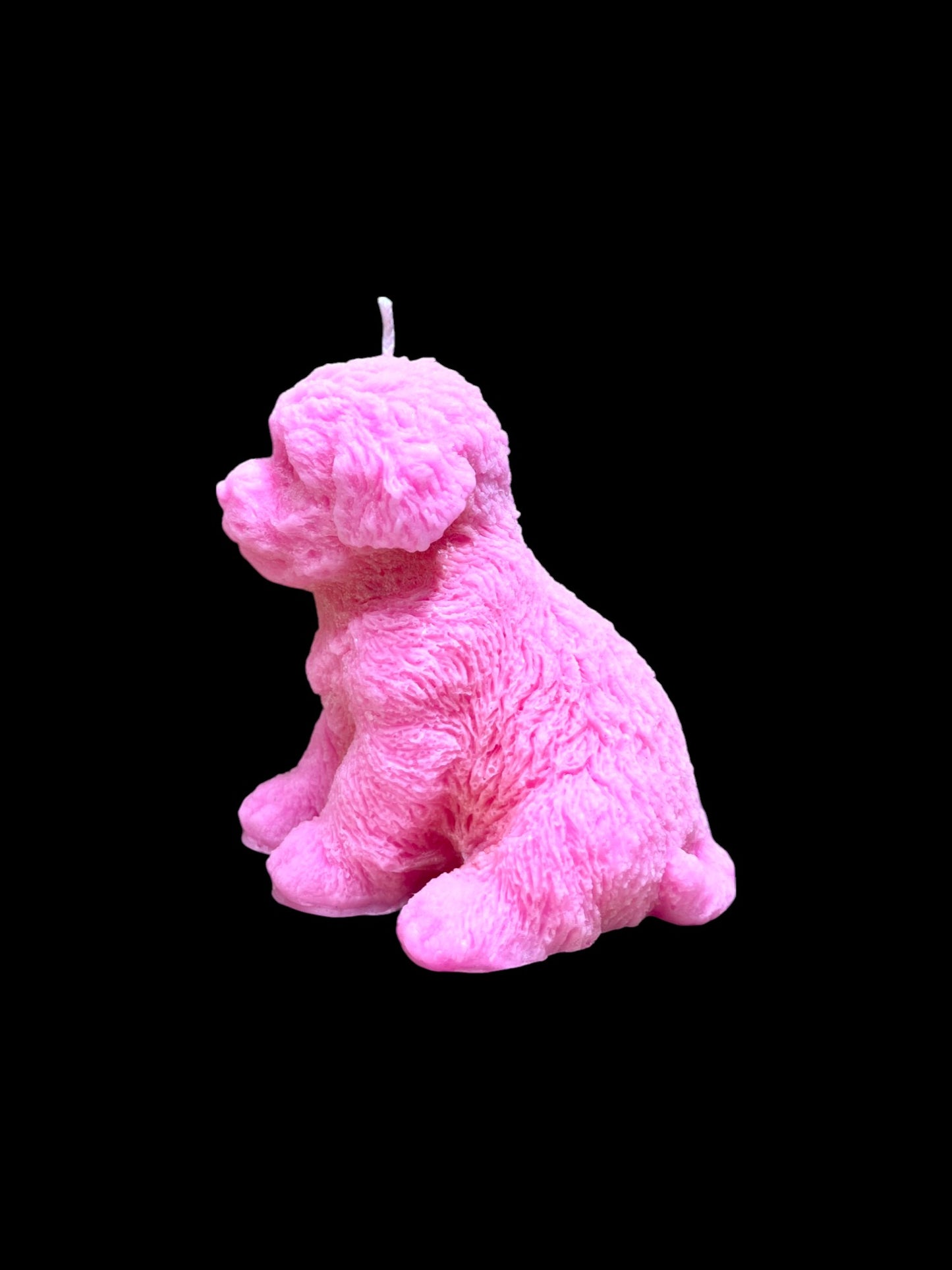 MALTIPOO rosa