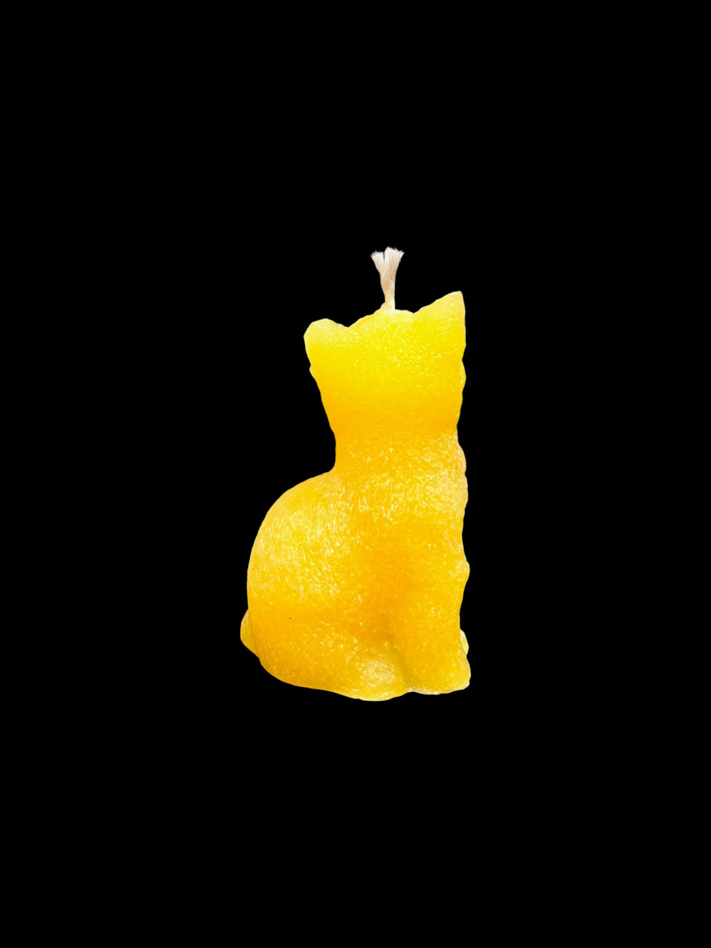 GATTO giallo