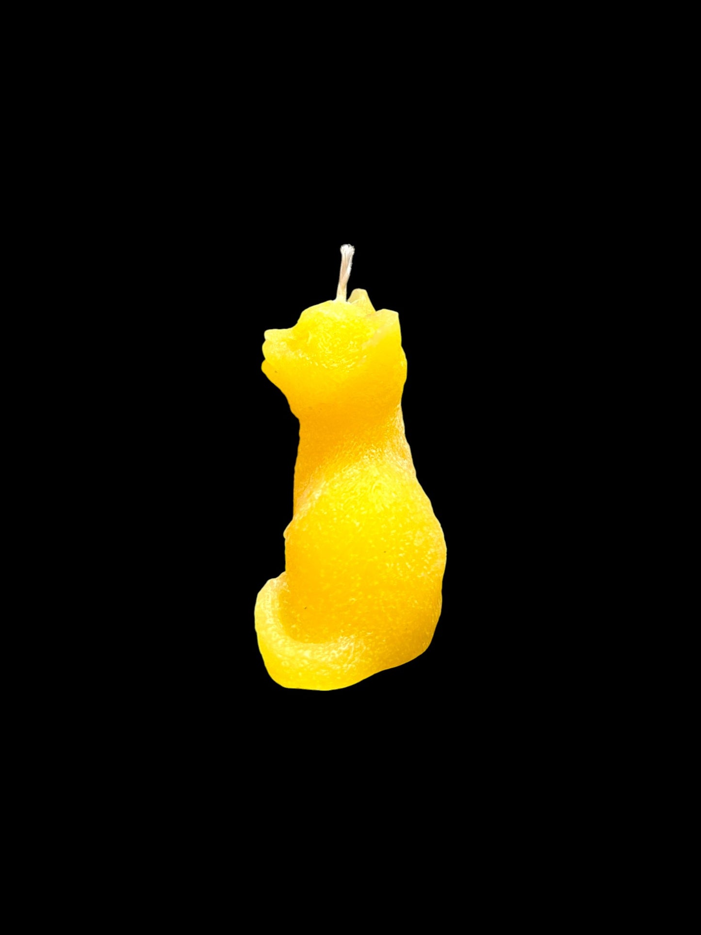 GATTO giallo
