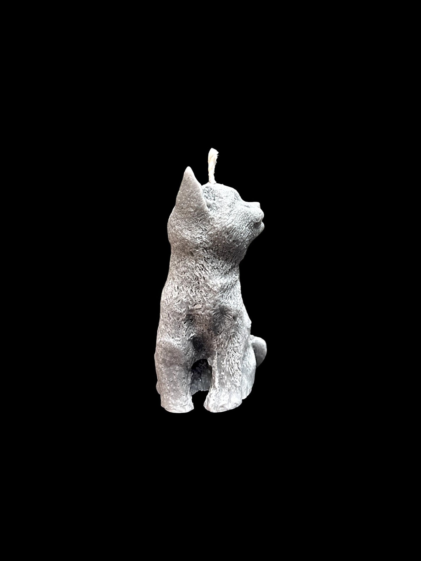 GATTO grigio