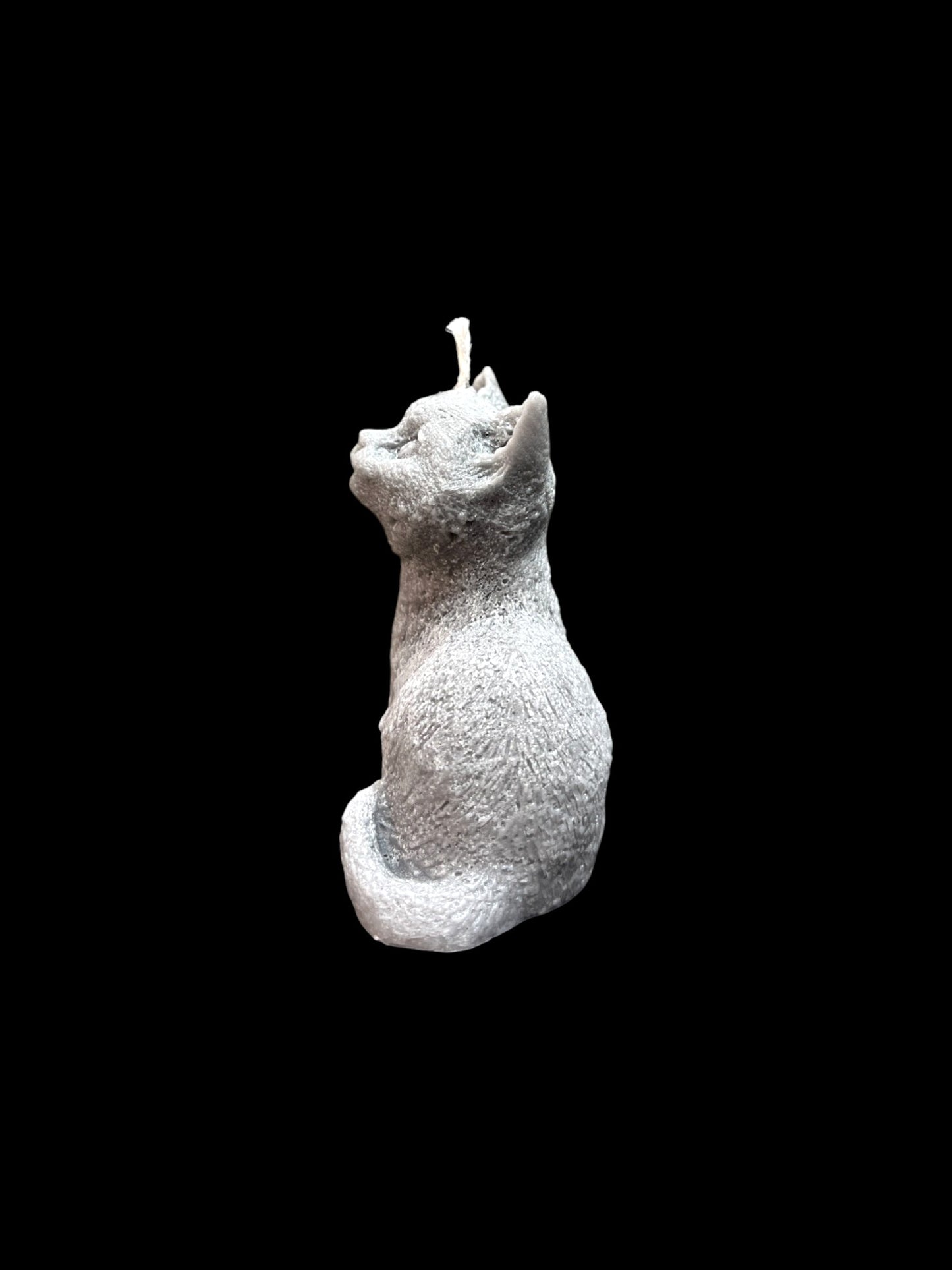GATTO grigio