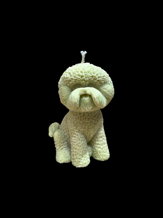 BICHON FRISÈ verde