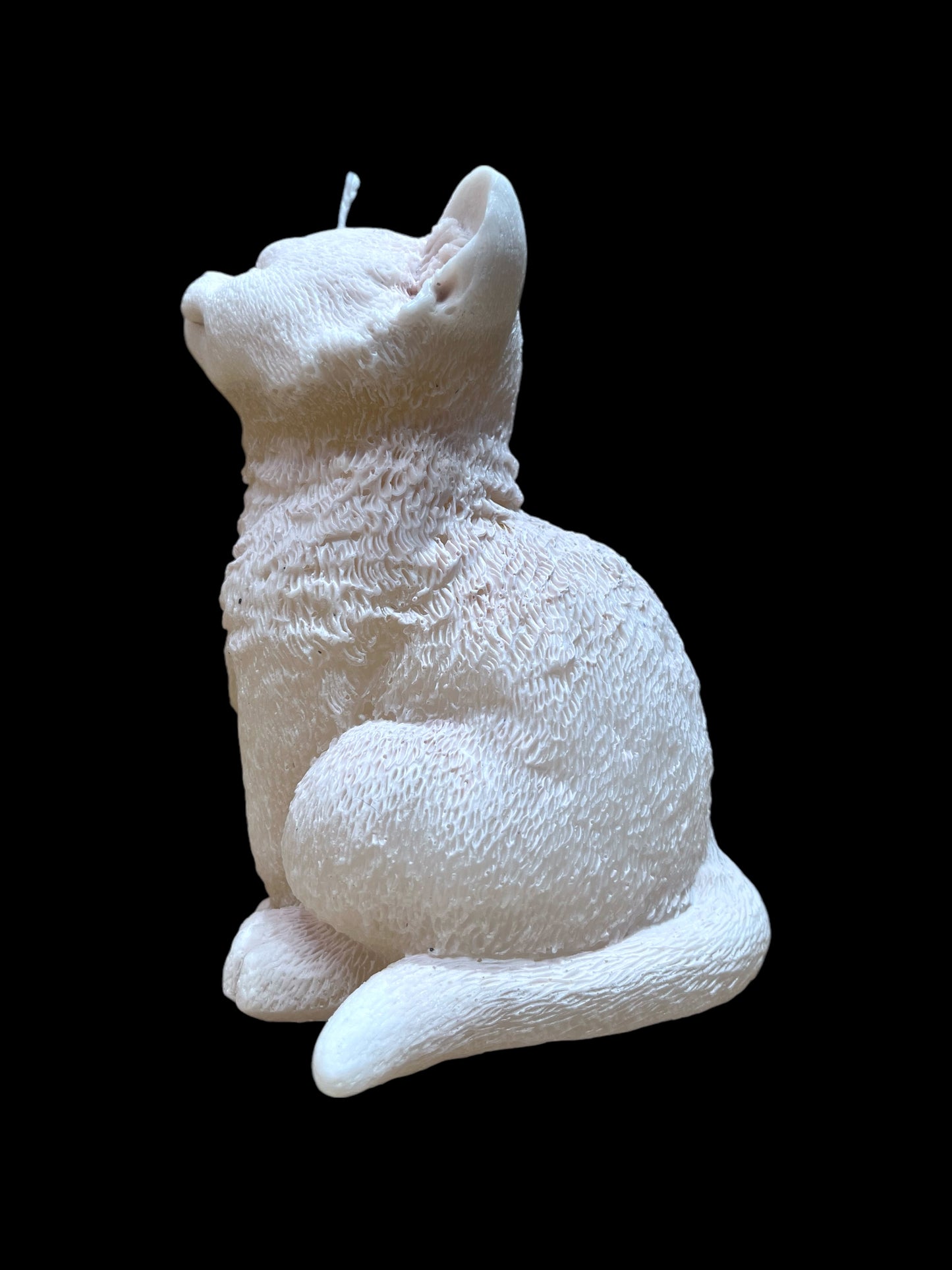 GATTO grande bianco