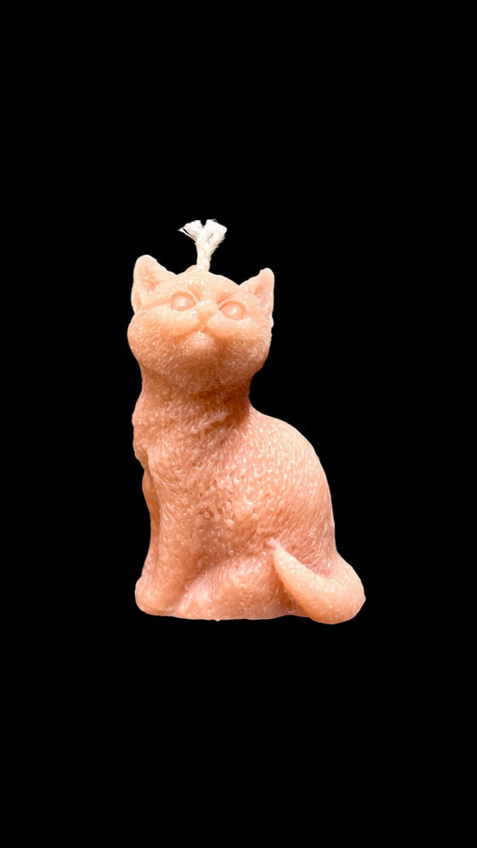 GATTO arancione
