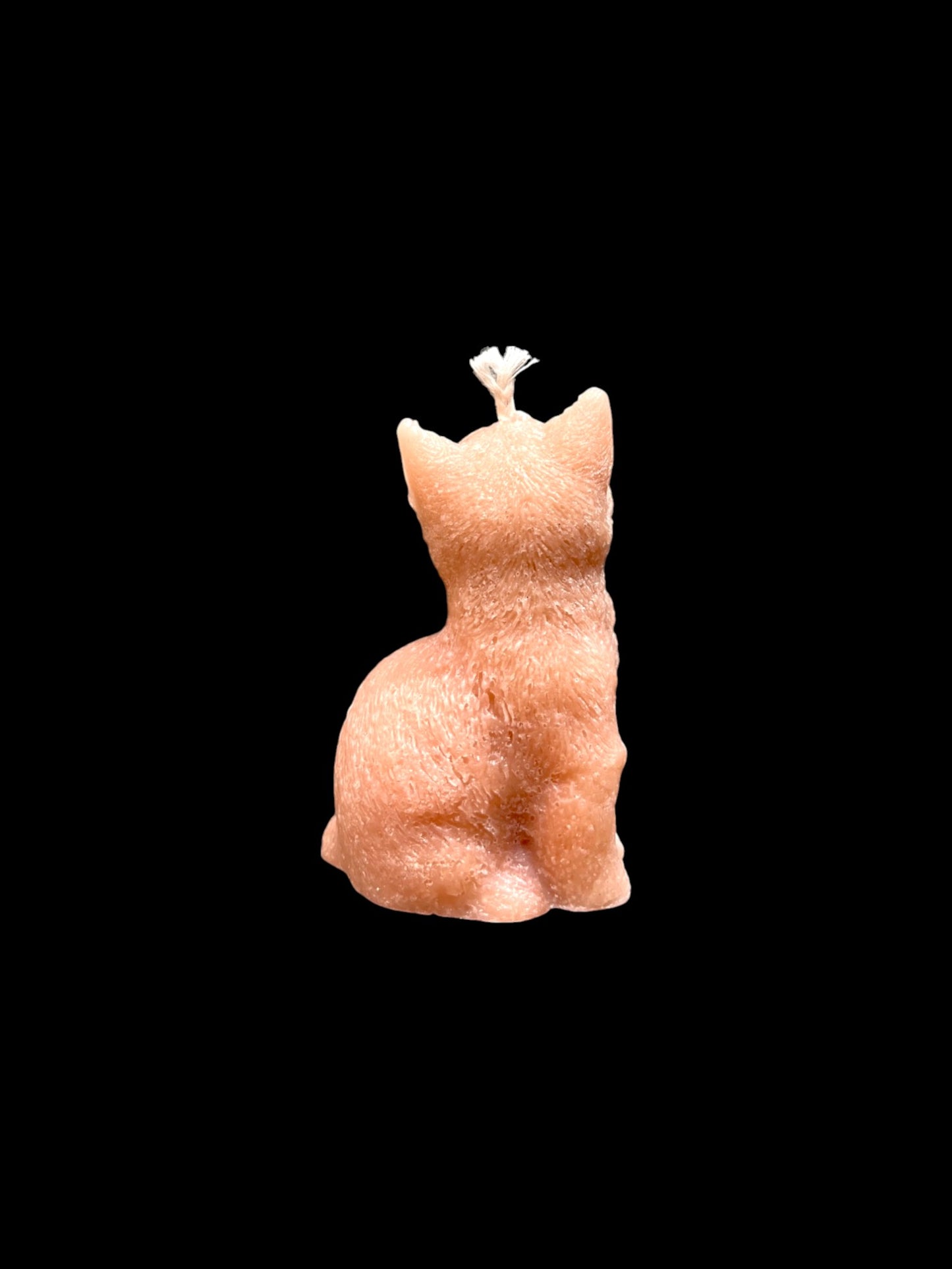 GATTO arancione