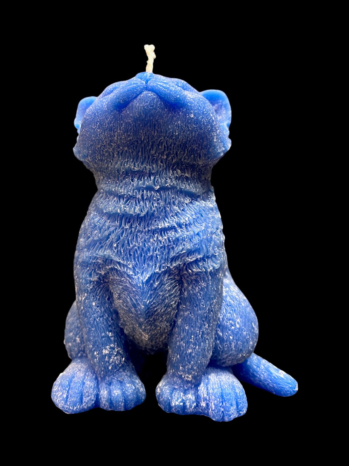 GATTO grande blu