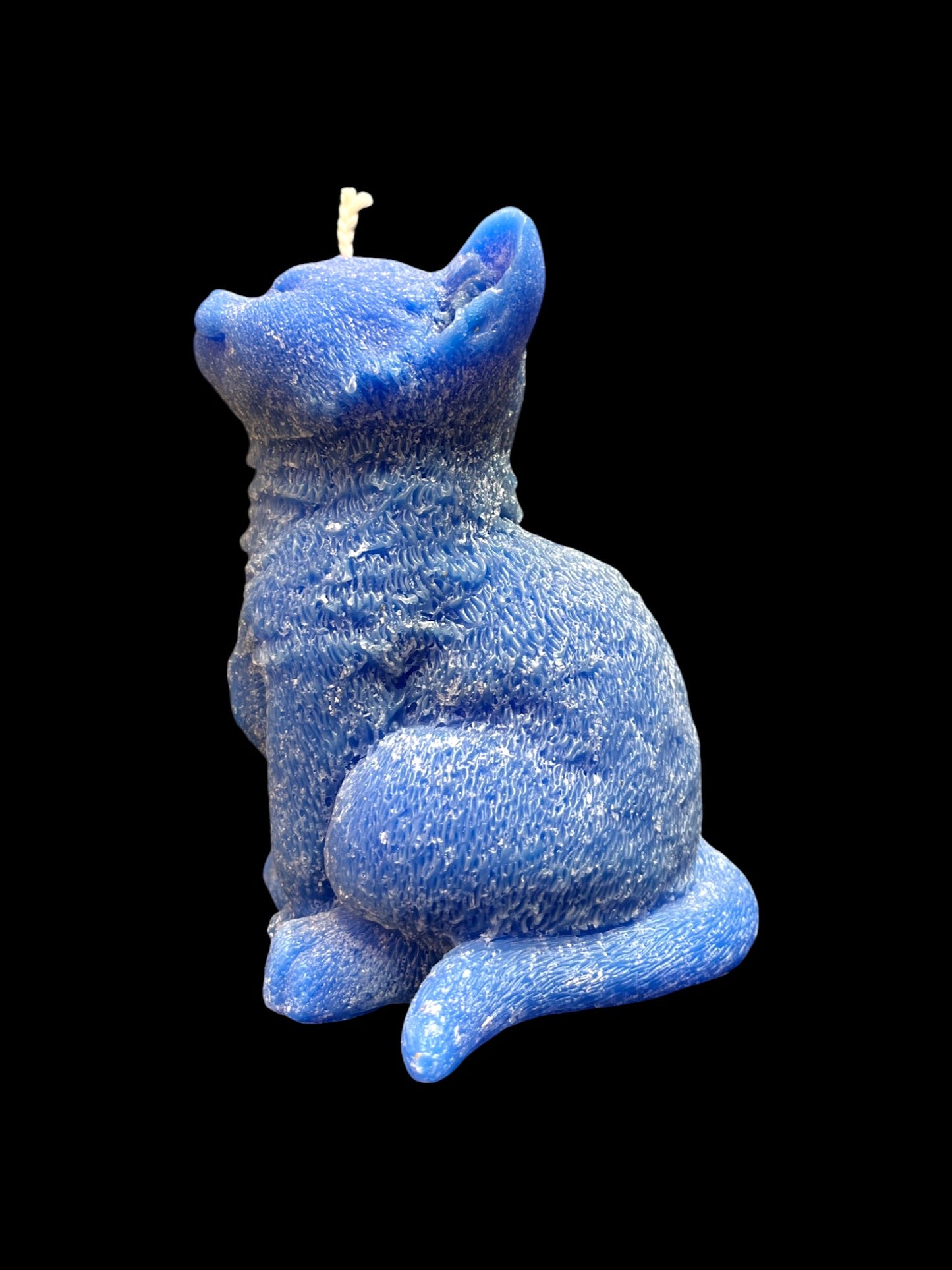 GATTO grande blu