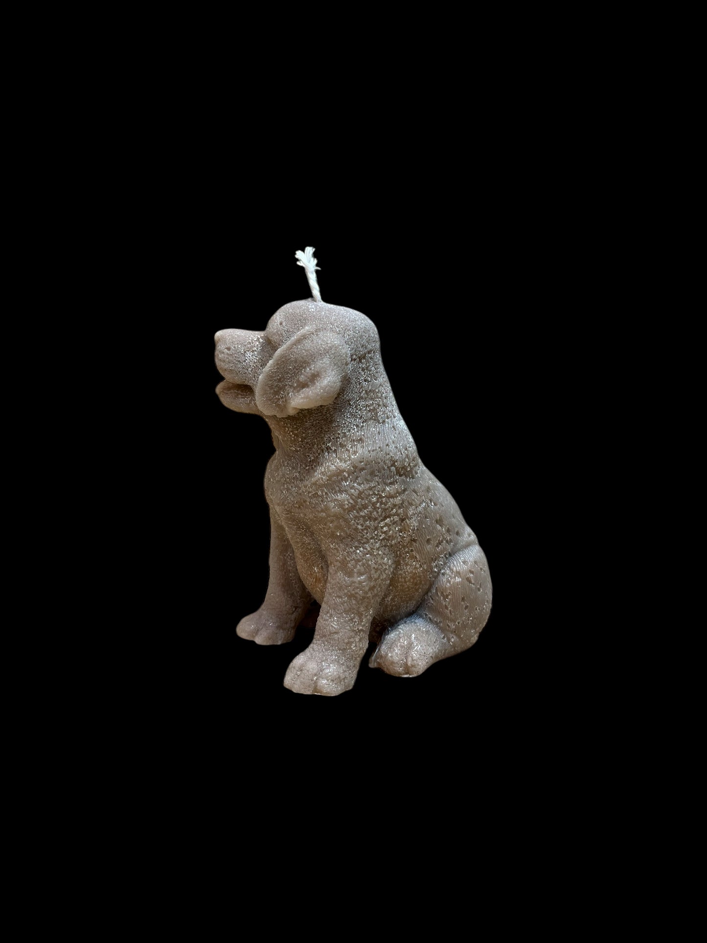 LABRADOR marrone