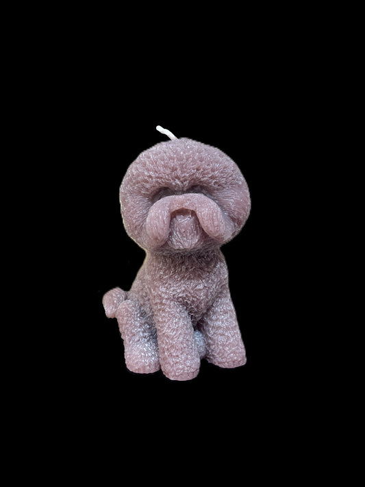 BICHON FRISè marrone