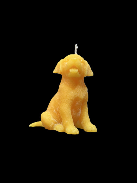 LABRADOR giallo