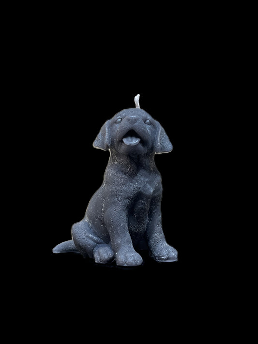 LABRADOR grigio