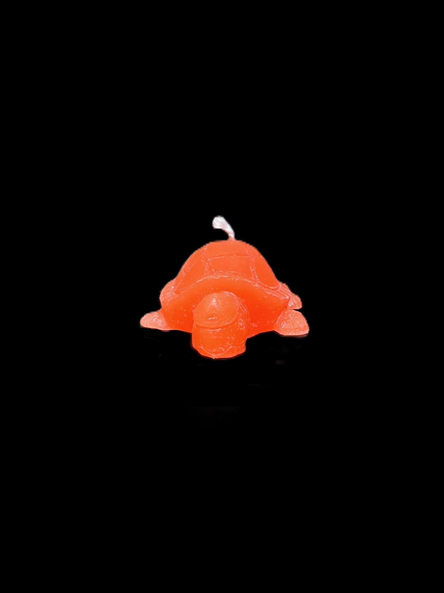 TARTARUGA arancione