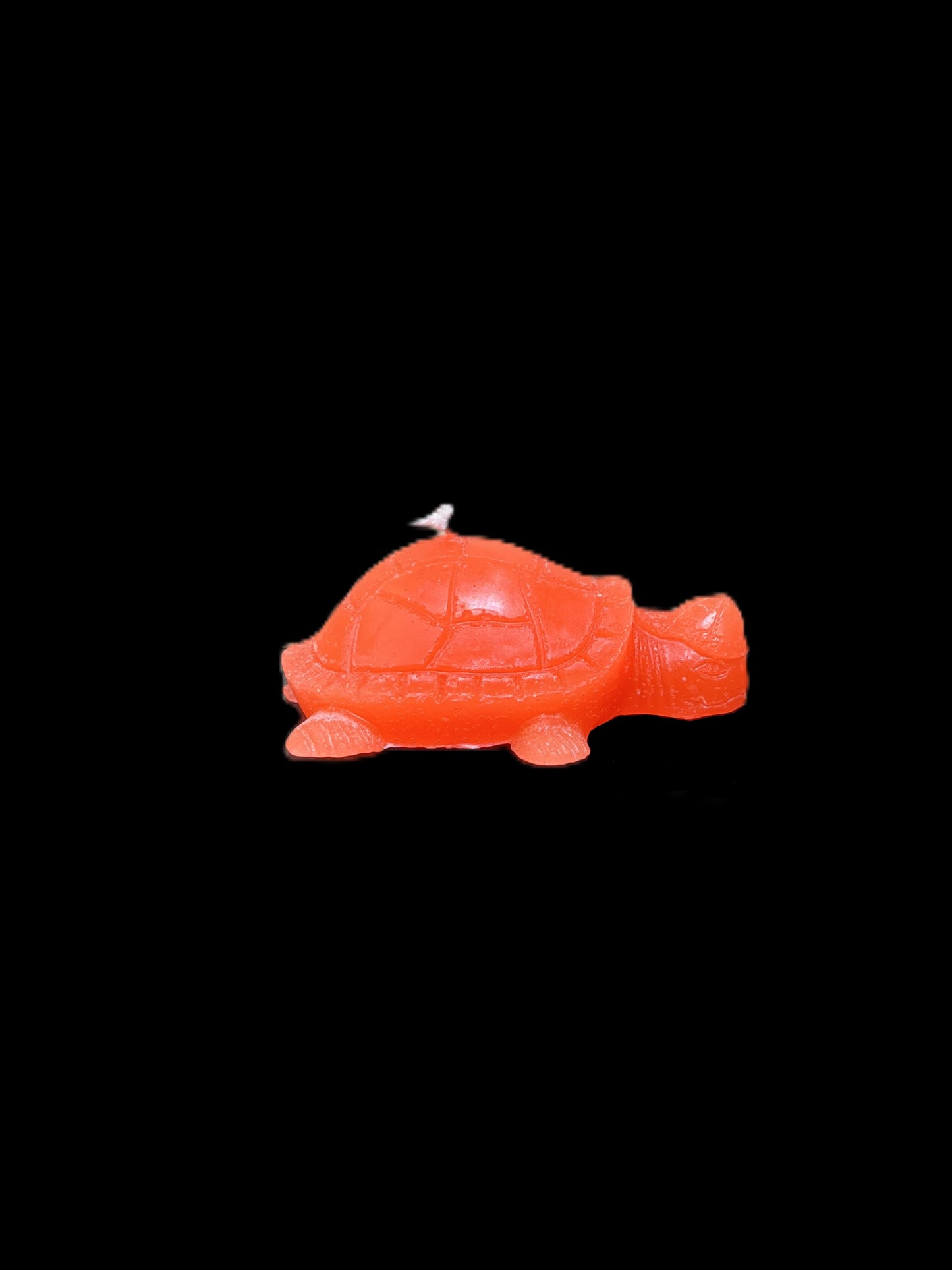 TARTARUGA arancione