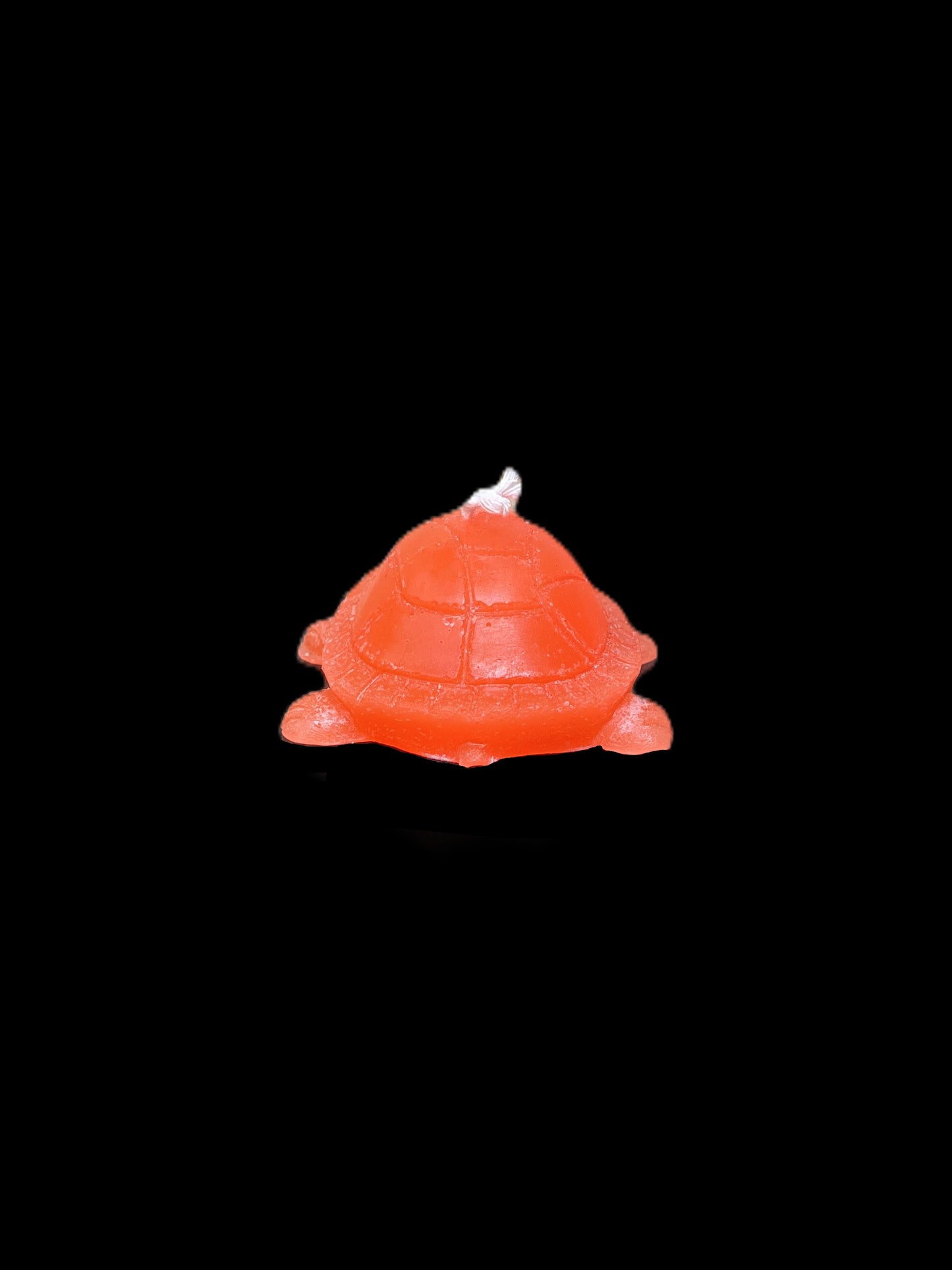 TARTARUGA arancione