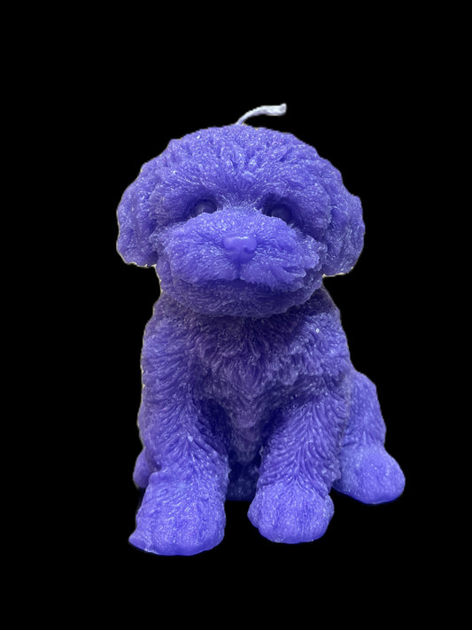 MALTIPOO viola