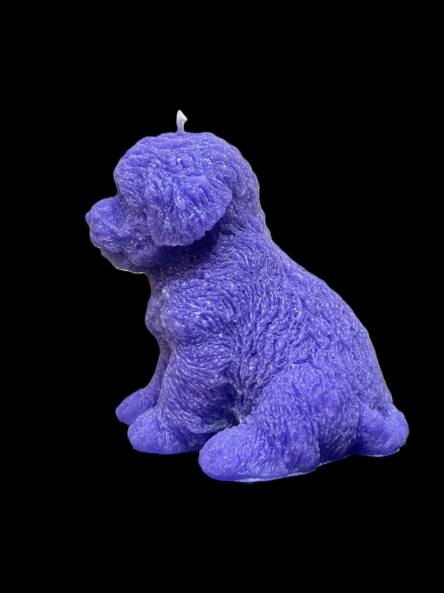 MALTIPOO viola
