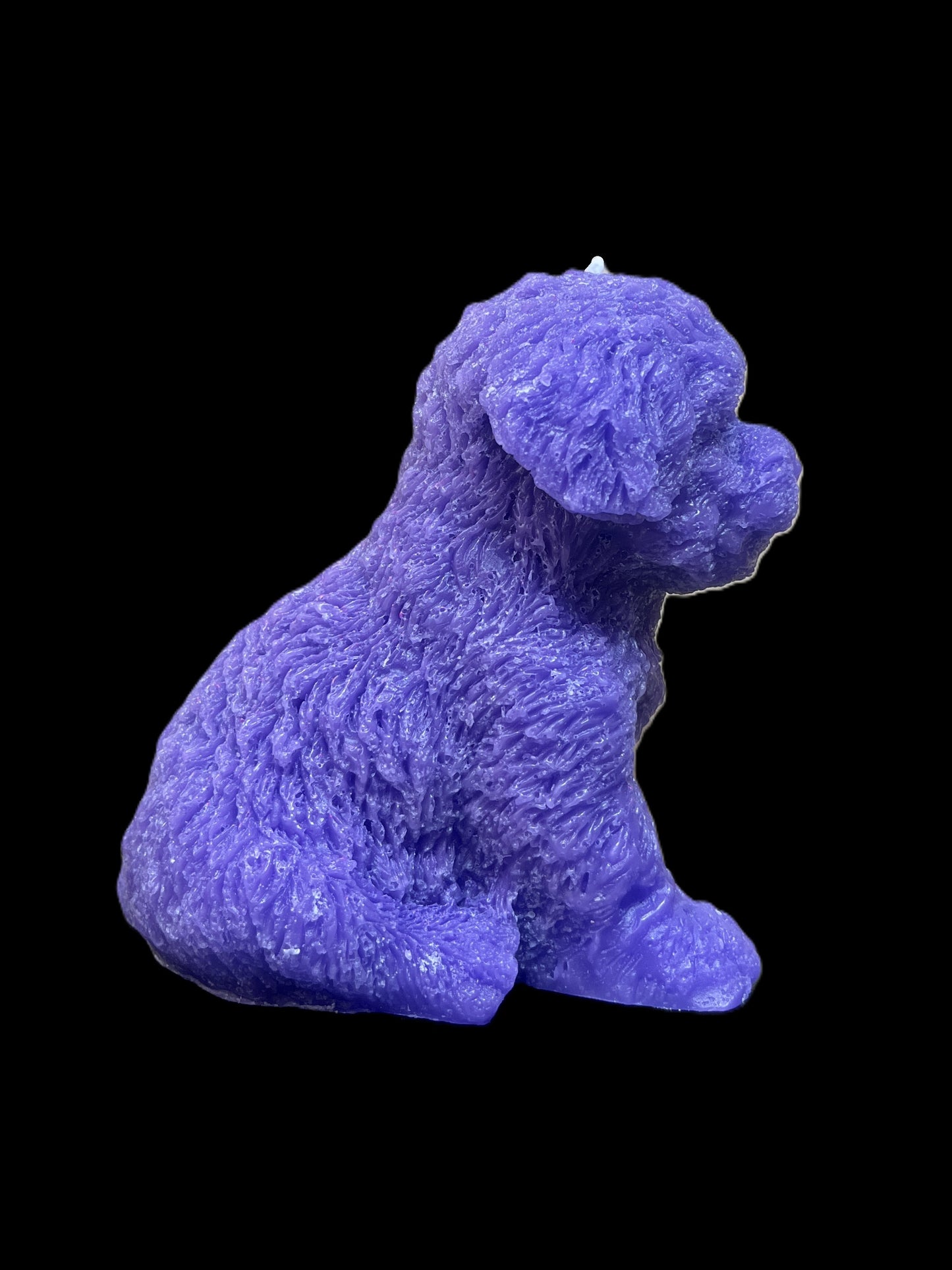 MALTIPOO viola