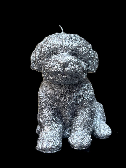 MALTIPOO argento