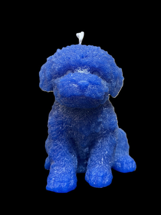 MALTIPOO blu