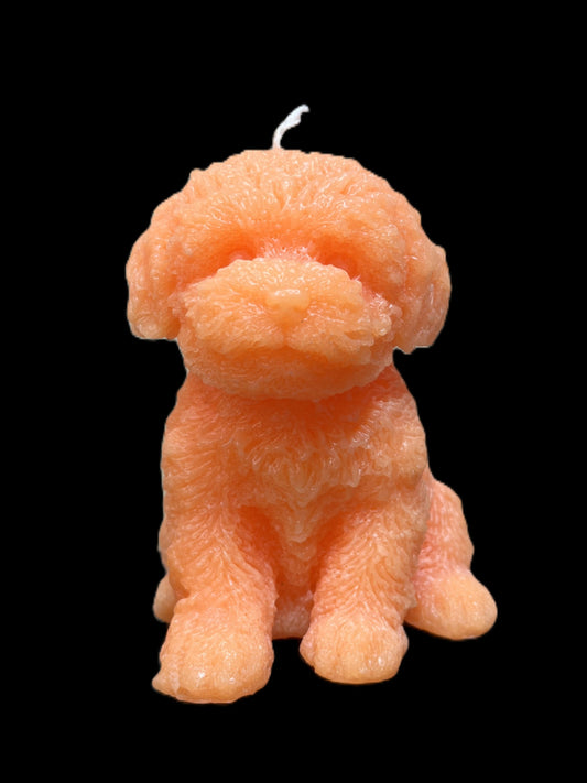 MALTIPOO arancione