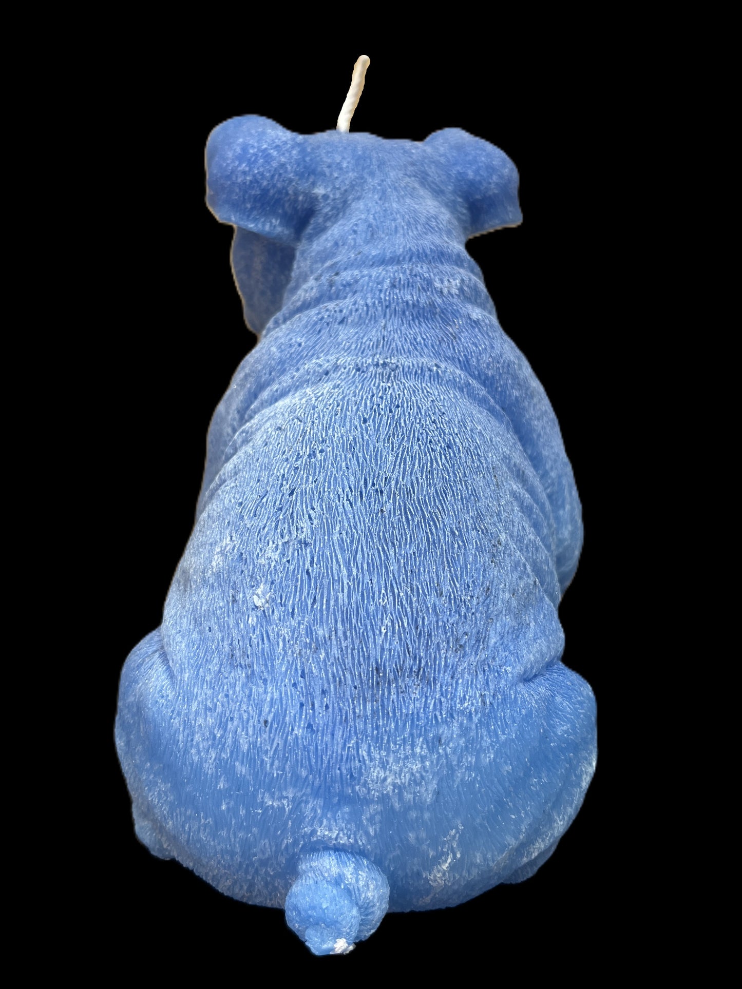 BULLDOG INGLESE blu