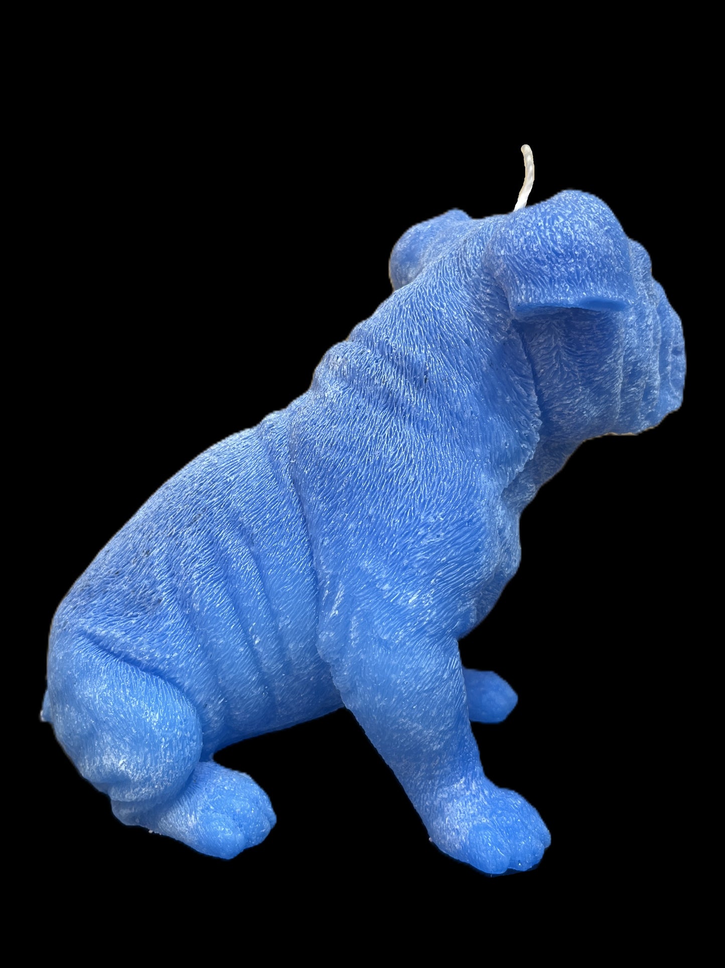 BULLDOG INGLESE blu
