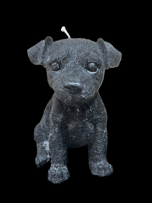 JACK RUSSELL nero