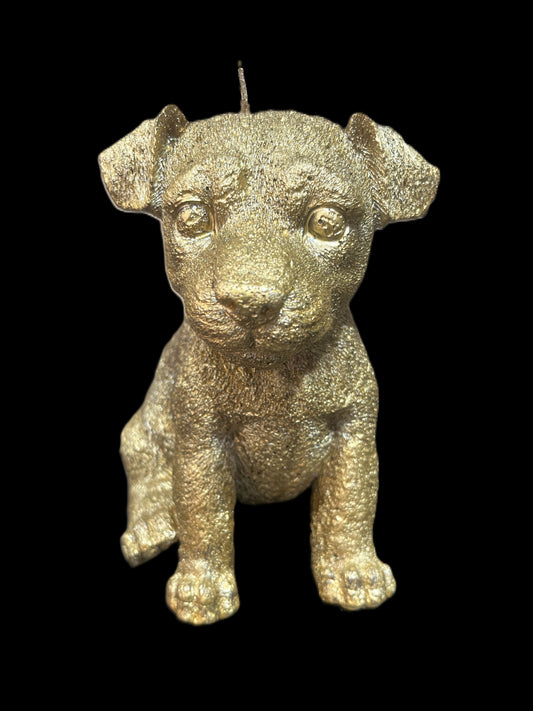 JACK RUSSELL oro