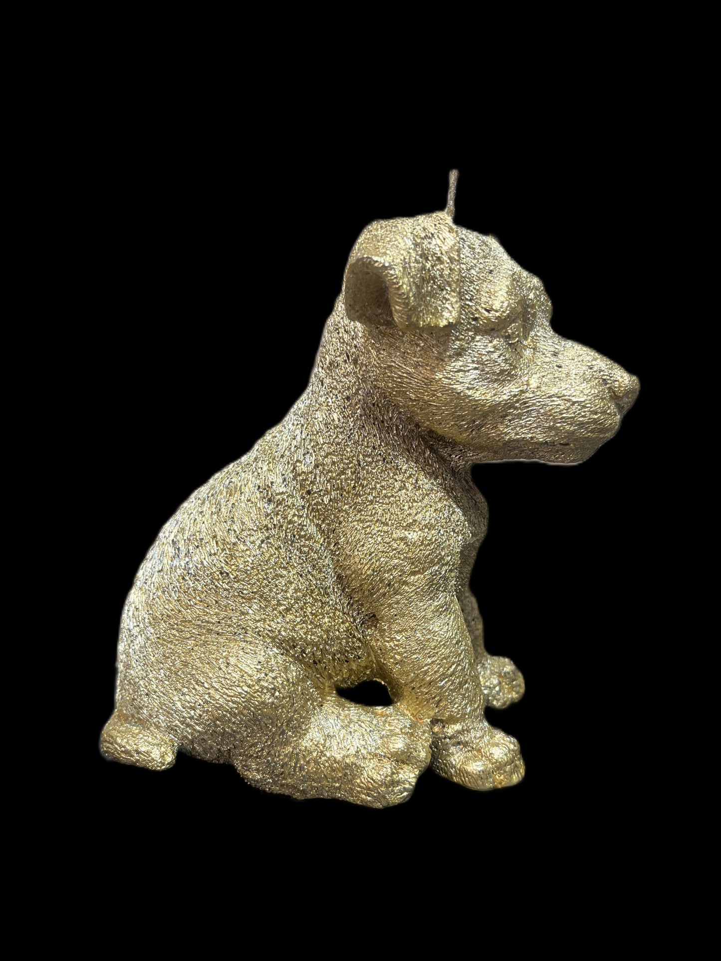 JACK RUSSELL oro