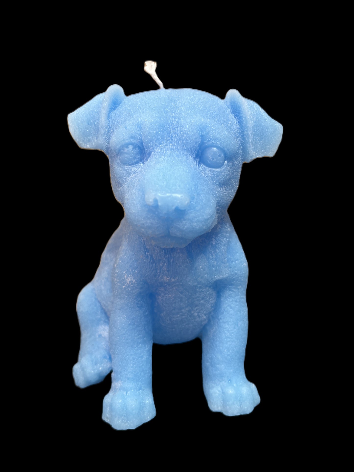 JACK RUSSELL azzurro